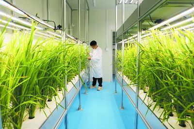 探访神奇的“植物工厂”-- 智能“光配方” 照出禾苗壮